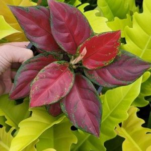 Aglaonema Black Maroon SUPERNEW !!!