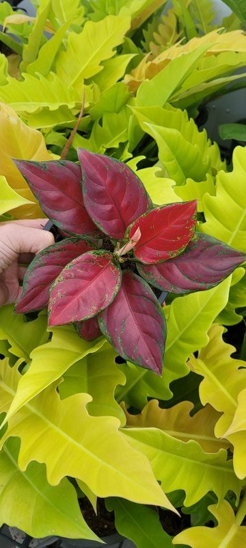Aglaonema Black Maroon SUPERNEW !!!