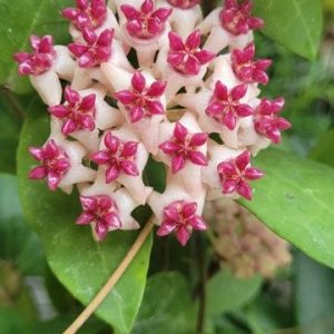 Hoya patricia  (large)