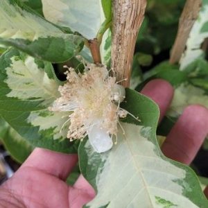 Guava Variegated