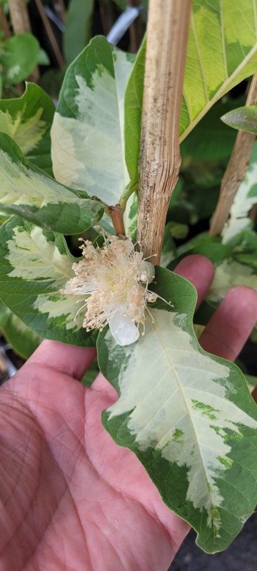 Guava Variegated