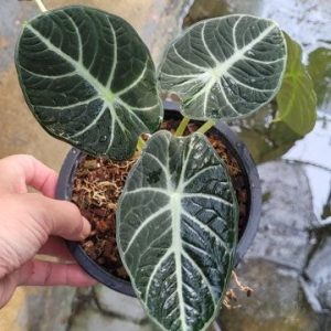 Alocasia 'Black Velvet'