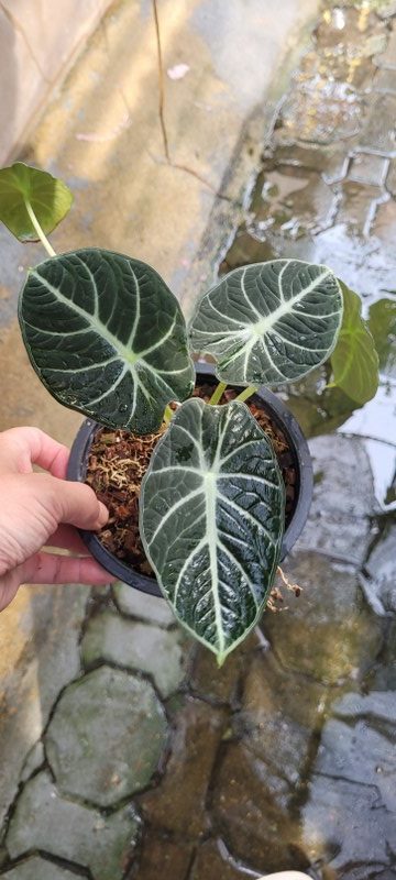 Alocasia 'Black Velvet'