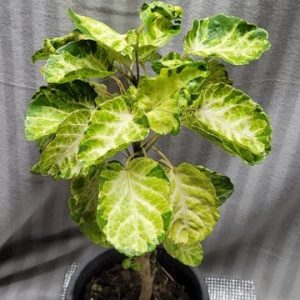 Polyscias scutellaria “Variegata