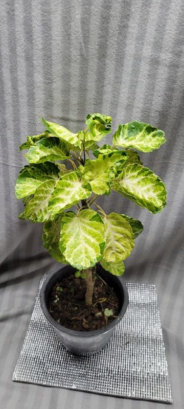 Polyscias scutellaria “Variegata