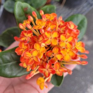 Ixora 'Flames'