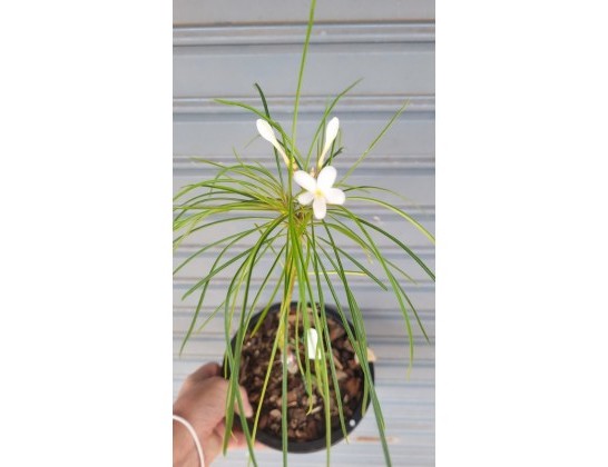 Plumeria filifolia