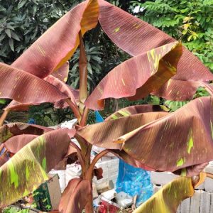 Musa red  NEW !