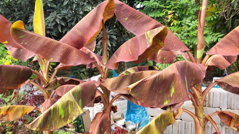 Musa red  NEW !