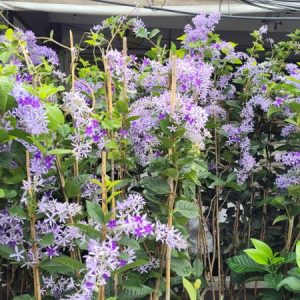 Petrea volubilis