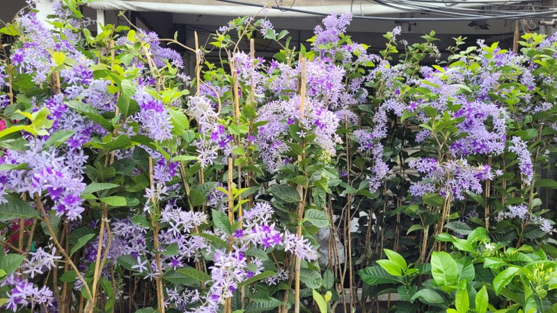Petrea volubilis