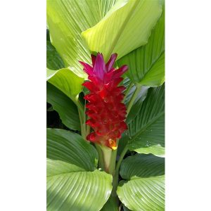 Curcuma red
