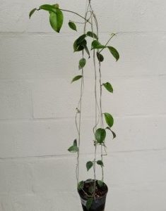 Hoya sp. Ovalau Island (large))
