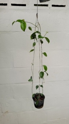 Hoya sp. Ovalau Island (large))