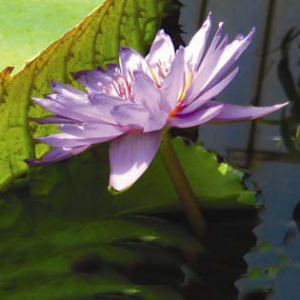 Nymphaea Director George T