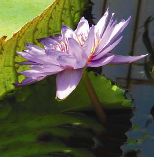Nymphaea Director George T