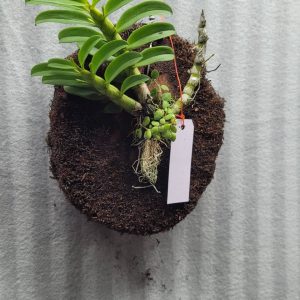 Brainea insignis treefern disks/ 10 pc