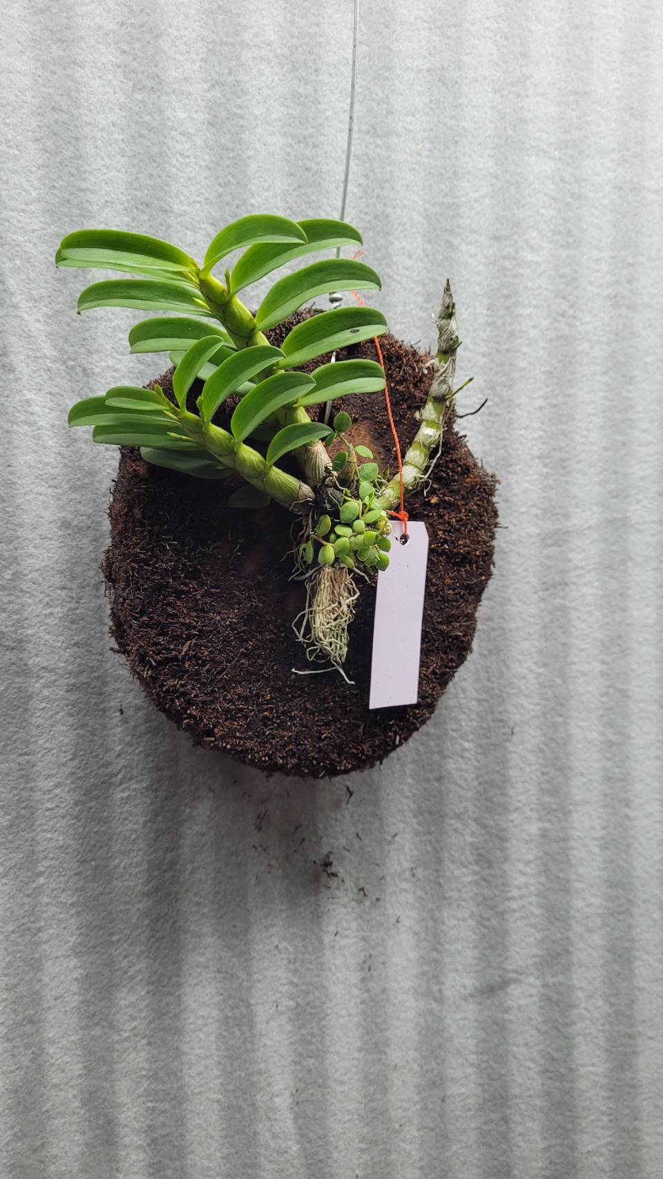 Brainea insignis treefern disks/ 10 pc