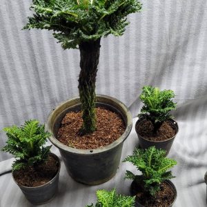 Blechnum Dwarf, Unique !!!