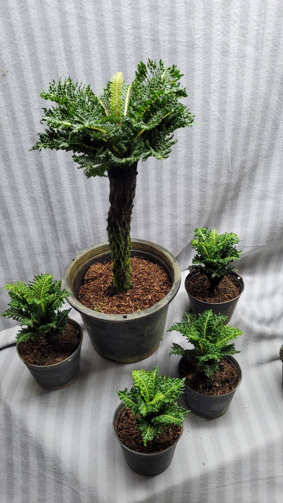 Blechnum Dwarf, Unique !!!
