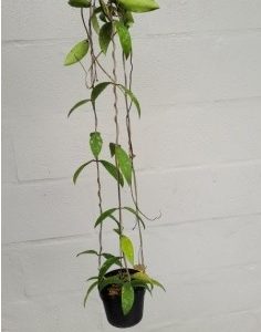 Hoya sp. Phu wa  (large)