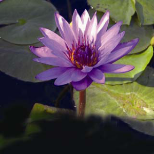 Nymphaea director_G.T._moore