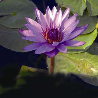 Nymphaea director_G.T._moore