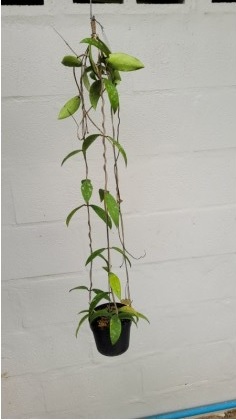Hoya sp. Phu wa  (large)