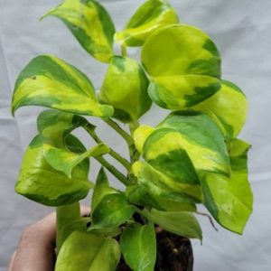 Pothos njoy golden variegated  NEW !!!!!!!!!!!!