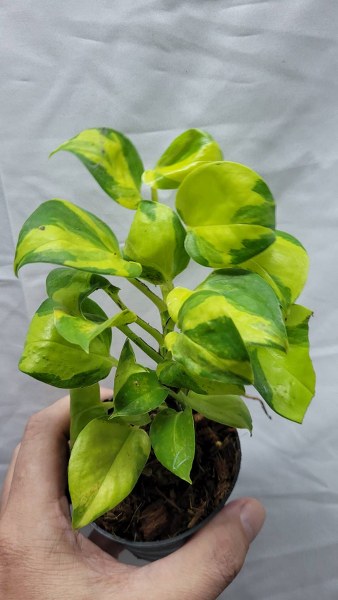 Pothos njoy golden variegated  NEW !!!!!!!!!!!!
