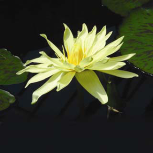 Nymphaea Eldorado