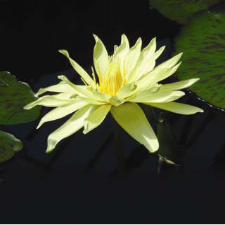 Nymphaea Eldorado