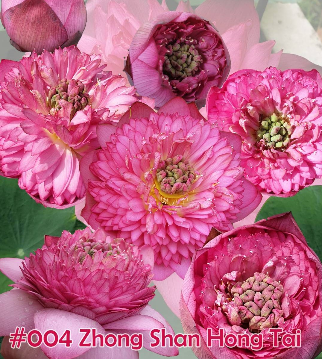 Nelumbo nucifera Zhong shan hong tai