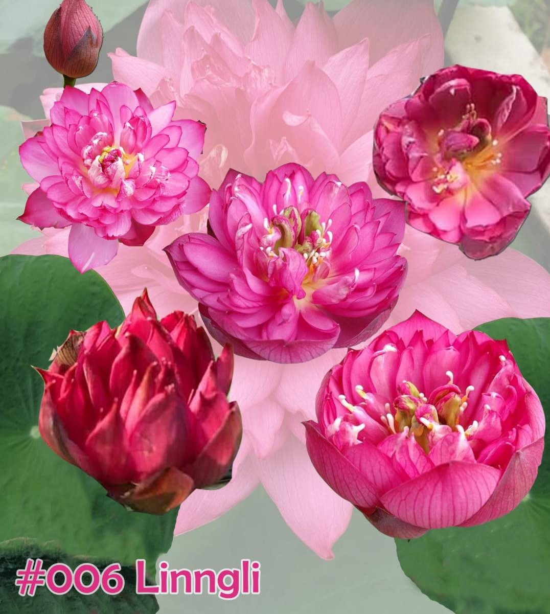 Nelumbo nucifera ( Linngli )
