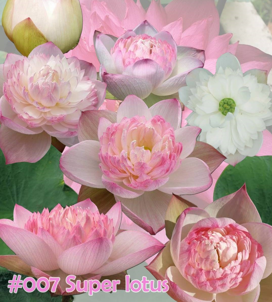 Nelumbo nucifera Super lotus