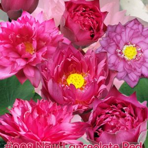 Nelumbo nucifera New lanceolate red