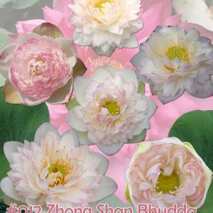 Nelumbo nucifera Zhong Shan Bhudda sound