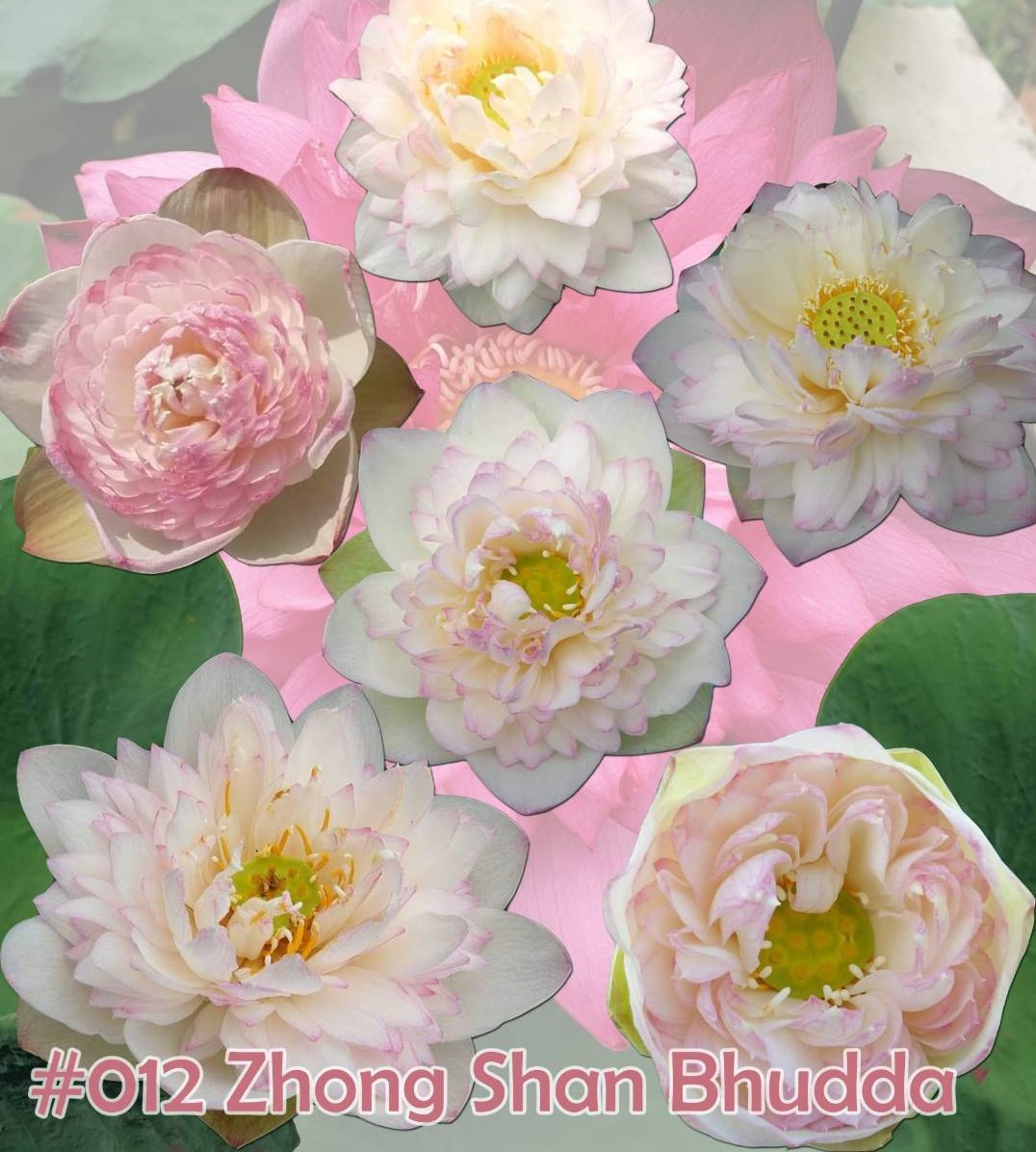 Nelumbo nucifera Zhong Shan Bhudda sound