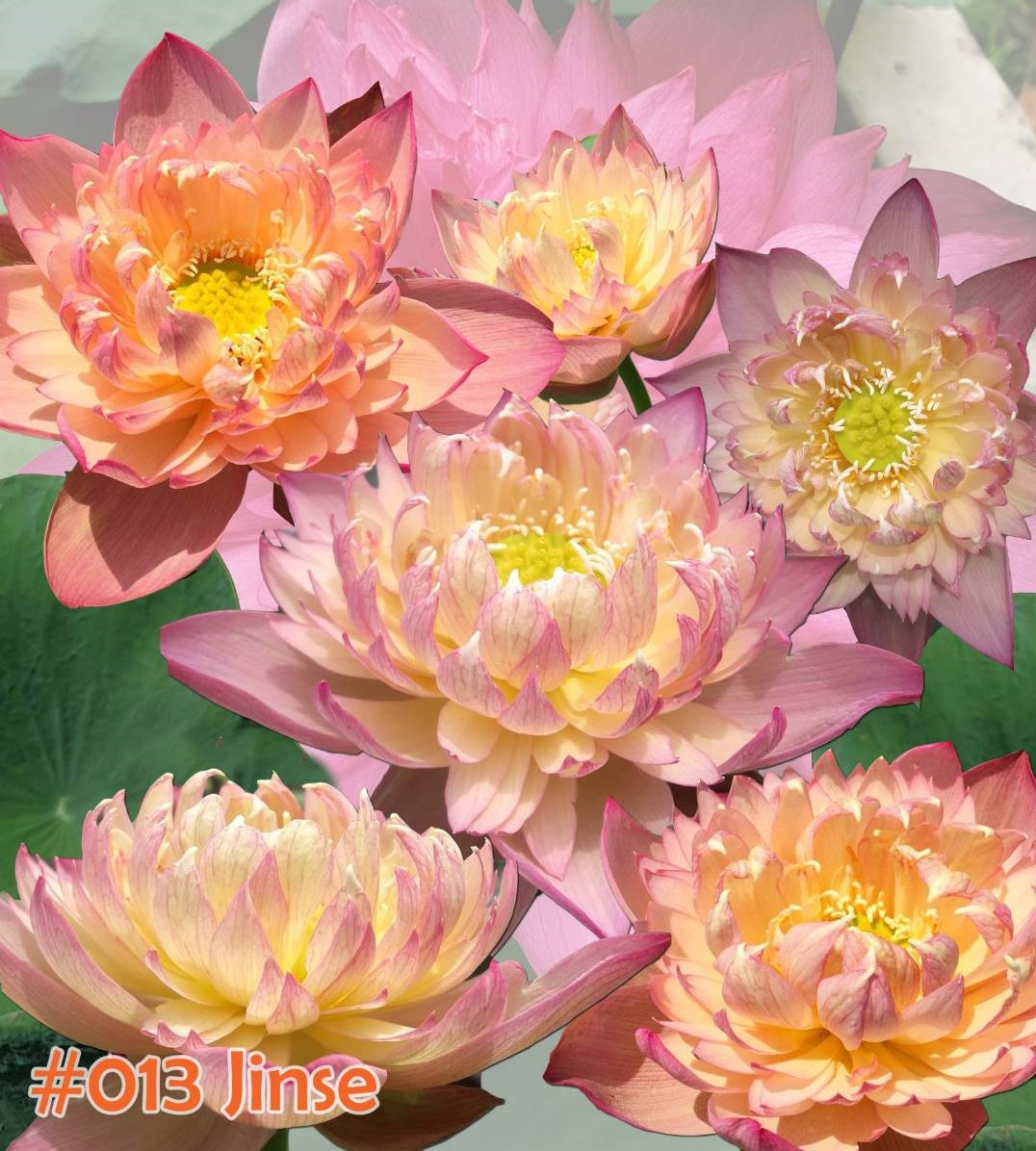 Nelumbo nucifera Jinse ( colorful pink)