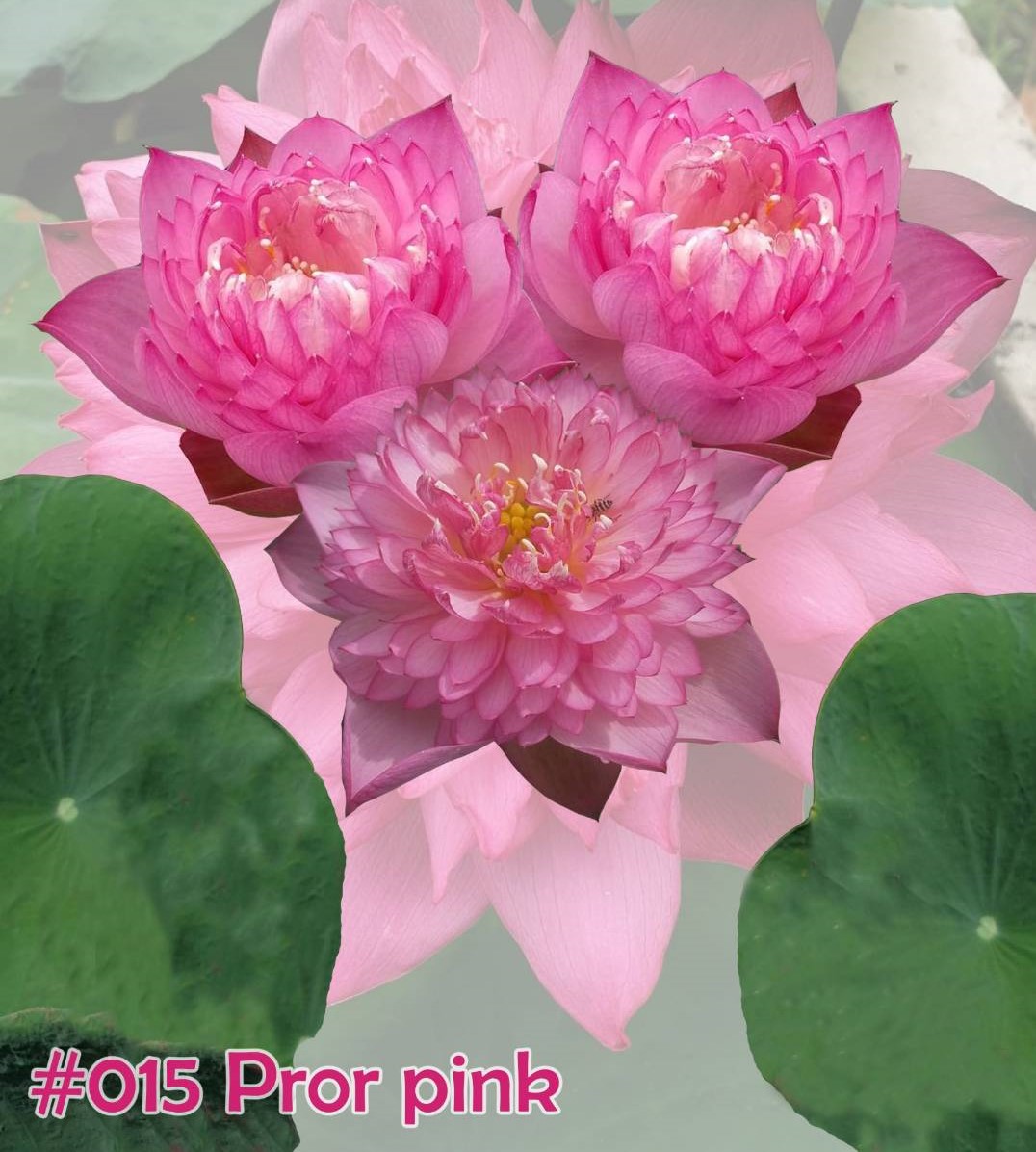 Nelumbo nucifera (Pror pink)