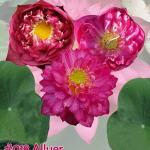 Nelumbo nucifera Alluer