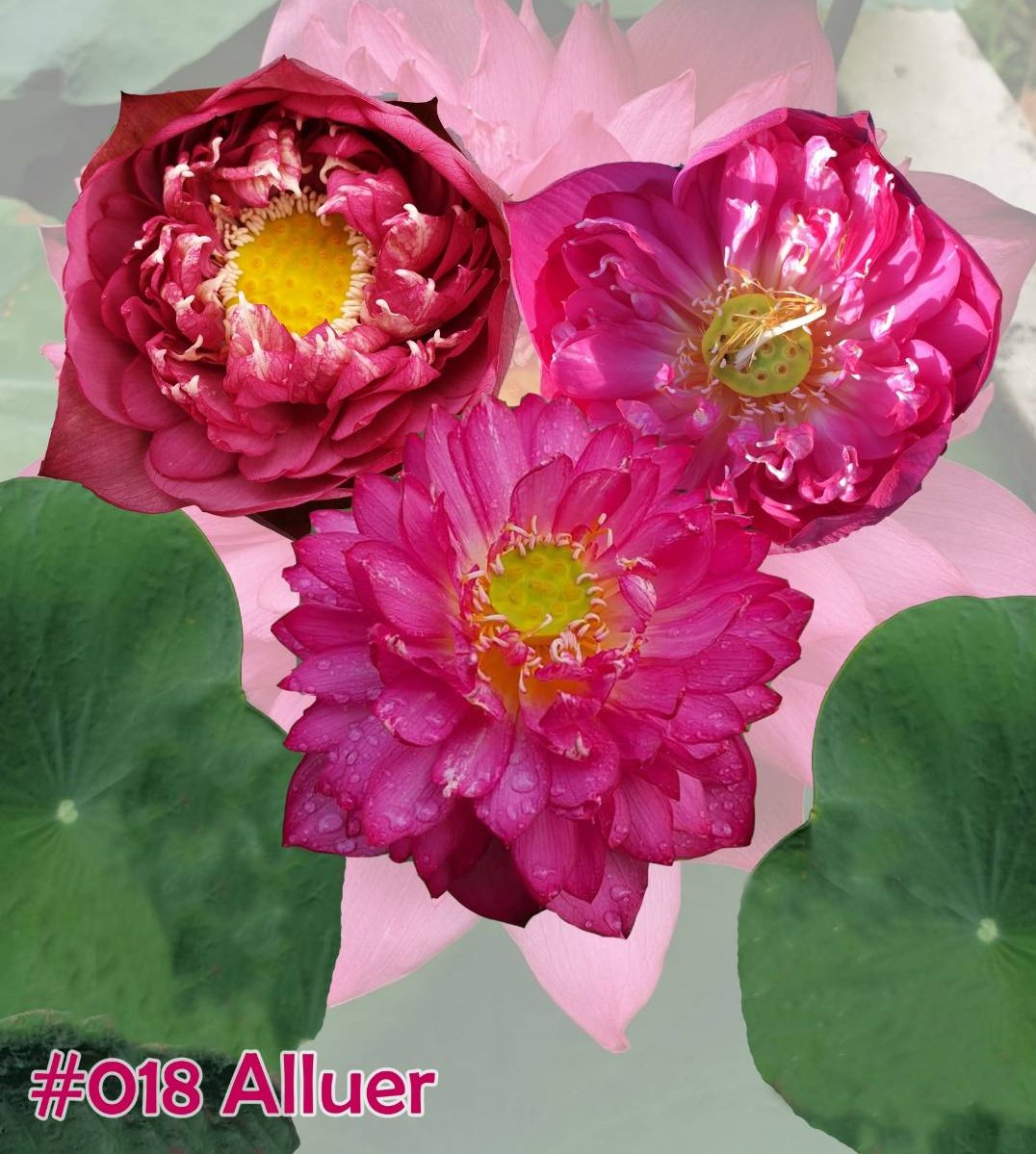 Nelumbo nucifera Alluer