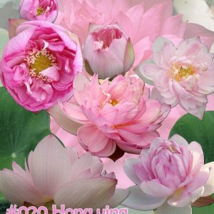 Nelumbo nucifera Hong ying