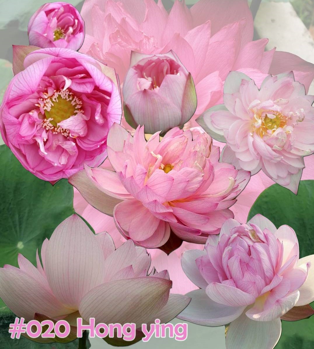 Nelumbo nucifera Hong ying