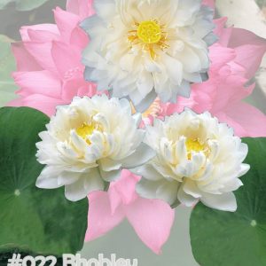 Nelumbo nucifera (bhobley)