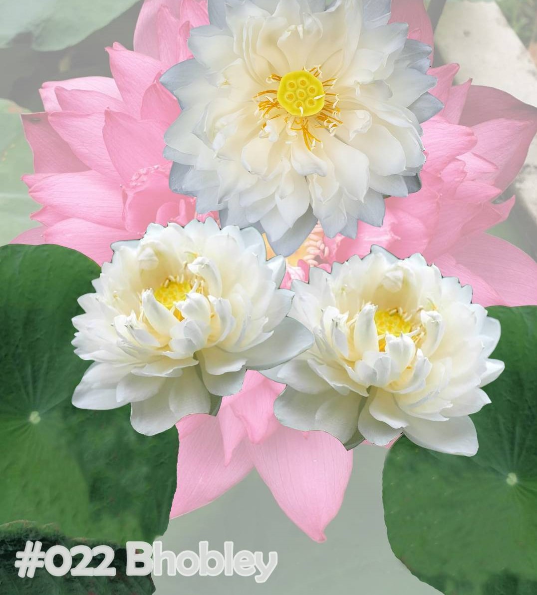 Nelumbo nucifera (bhobley)