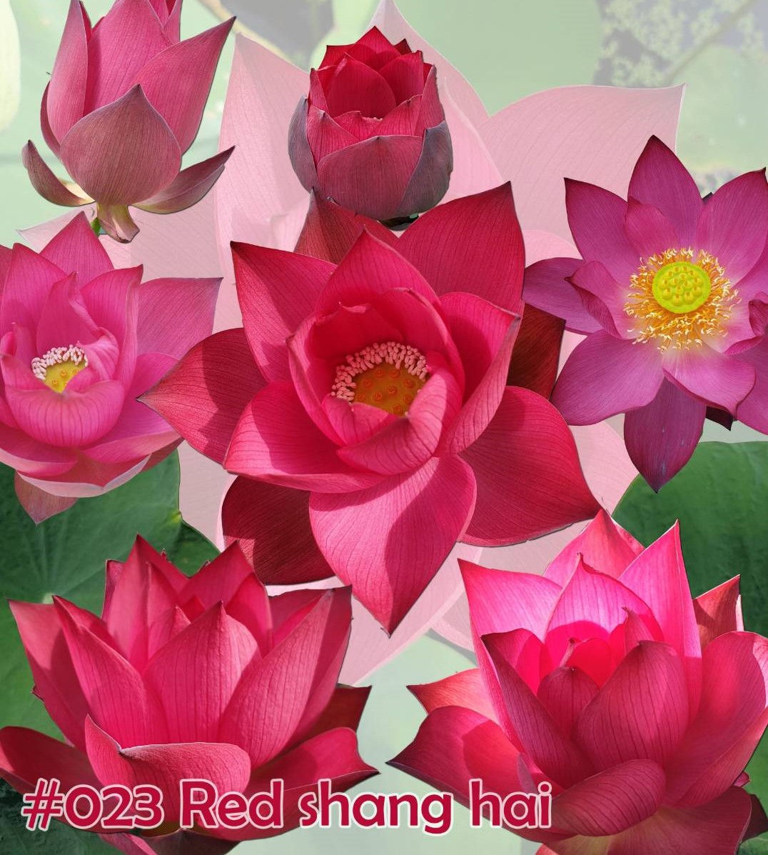 Nelumbo nucifera Red shang hai