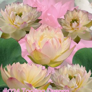 Nelumbo nucifera Taoling dream