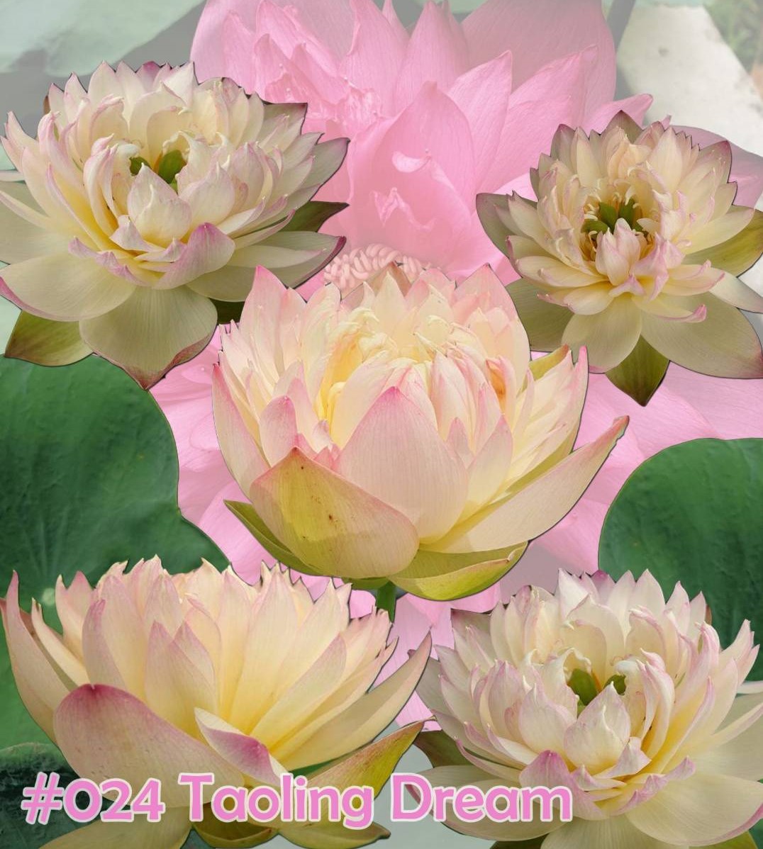 Nelumbo nucifera Taoling dream
