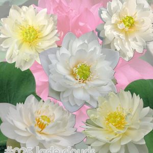 Nelumbo nucifera Jade clouds